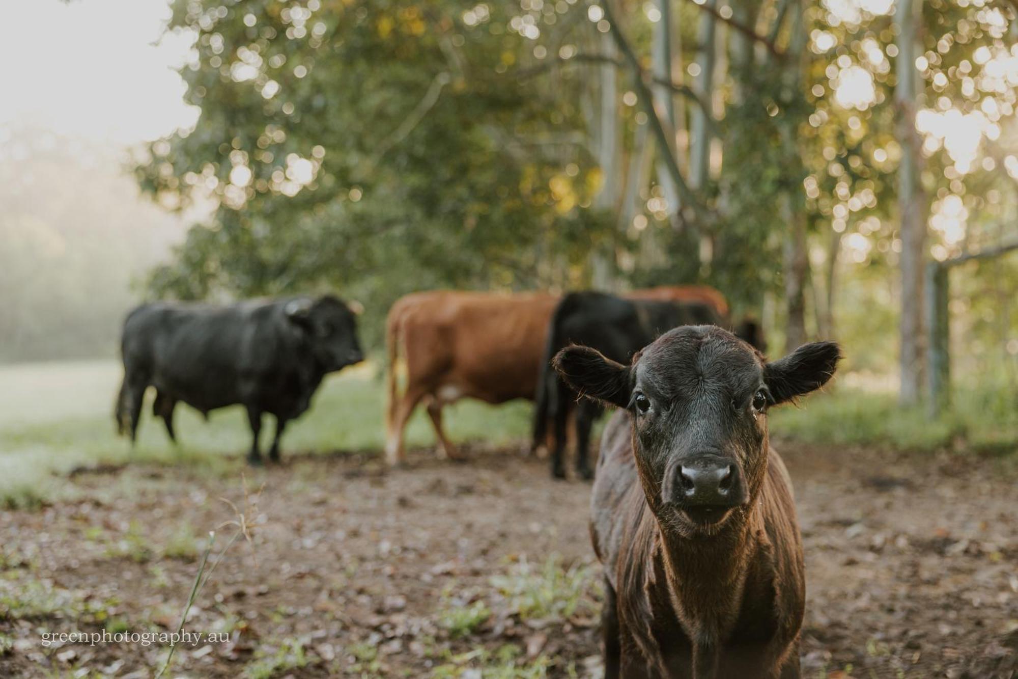 Blackwattle Farm Биъруа Екстериор снимка
