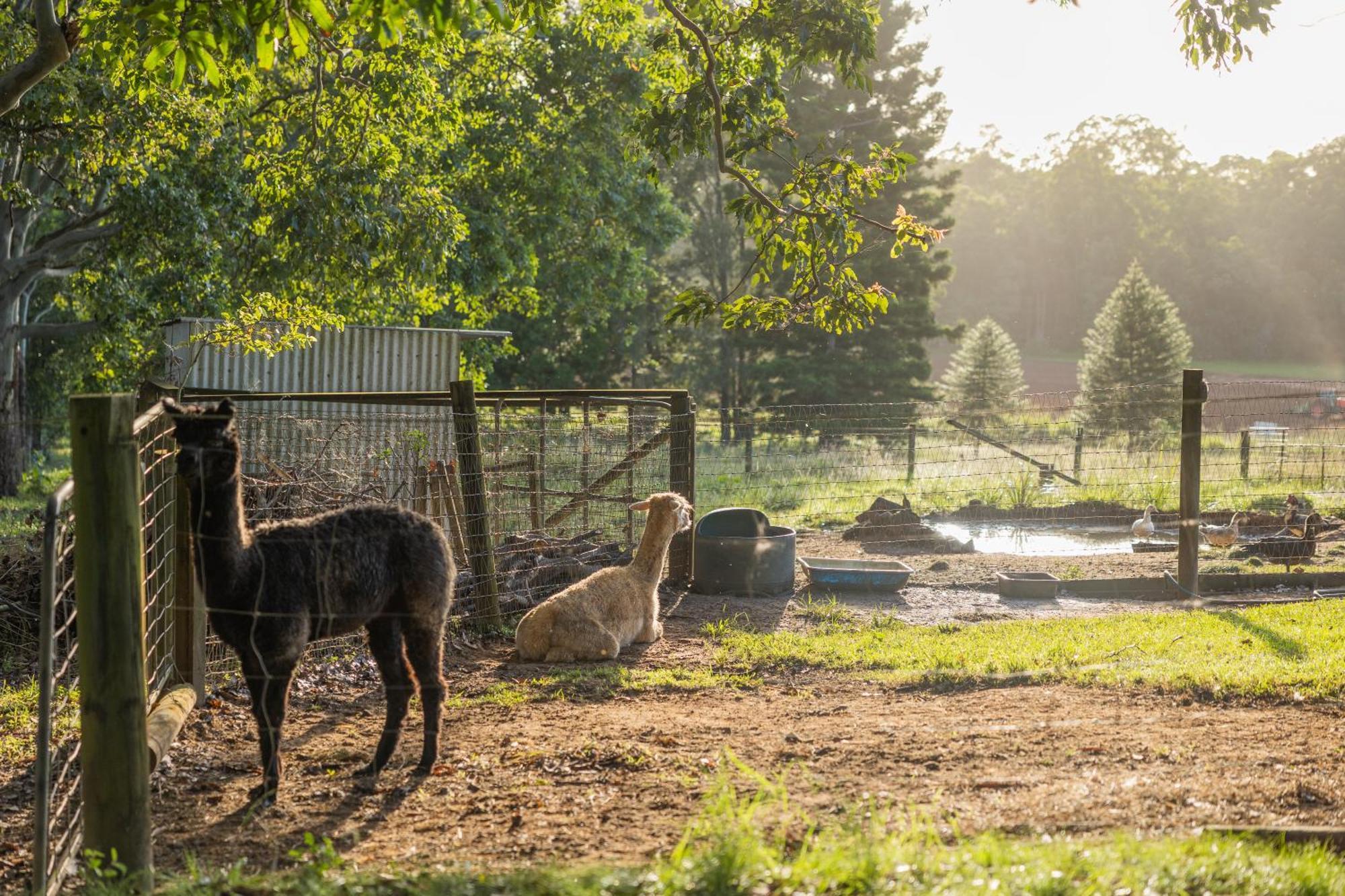 Blackwattle Farm Биъруа Екстериор снимка